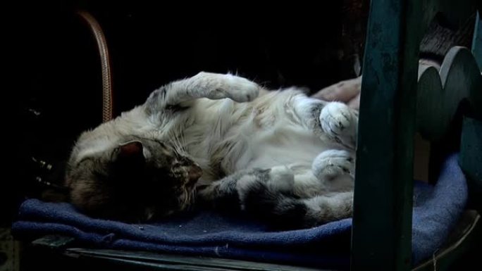 一个老人的手抚摸着睡在椅子上的虎斑猫和白猫。特写。
