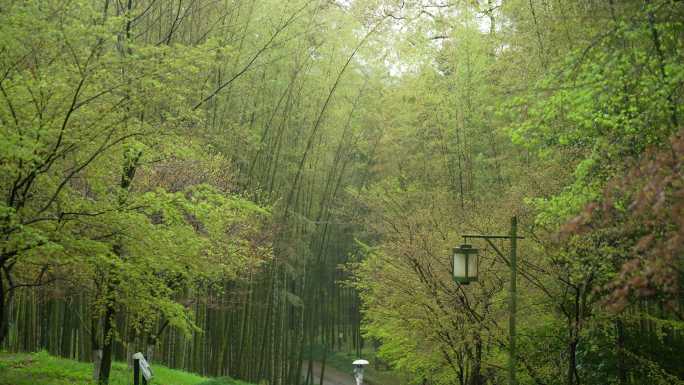 杭州云栖竹径春季清明节雨天绿色自然唯美