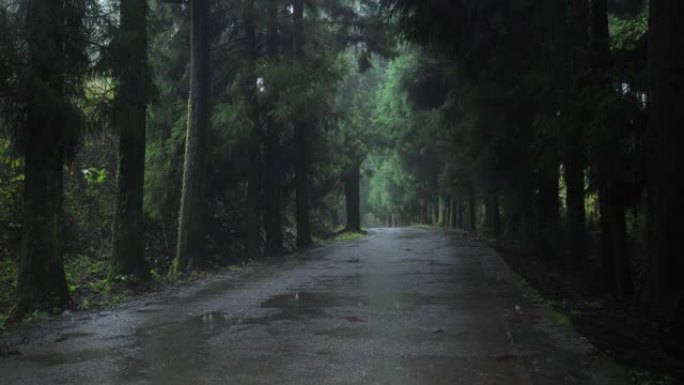 雨中的森林之路雨中的森林之路下雨
