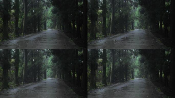 雨中的森林之路雨中的森林之路下雨