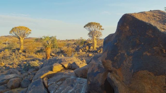 非洲纳米比亚阳光明媚的沙漠中的WS岩石和箭袋树