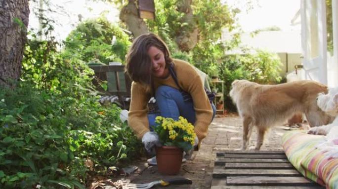 微笑的白人妇女在阳光明媚的花园里种着黄色的花，她的宠物狗看着她