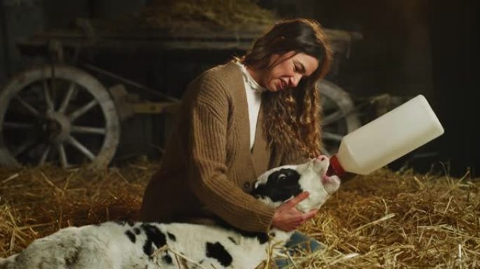 在乡村奶牛场的牛棚马stable里，年轻的女农场主的电影镜头正在用假人从瓶子里喂一只生态生长的新生小