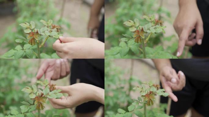 两人在枯萎的玫瑰丛上教与学