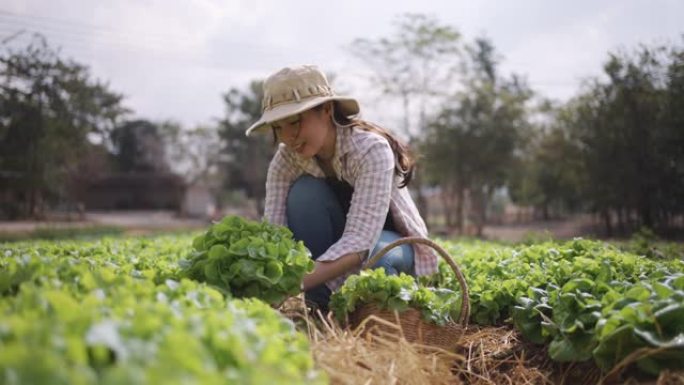 亚洲农民在蔬菜园里种蔬菜