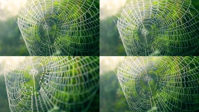 蜘蛛网特写展示微距实拍蛛网