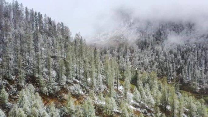 它在森林里下雪和起雾