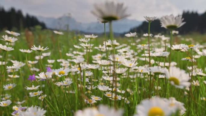 高山雏菊场。云台拍摄了山色背景下的黄白色雏菊。自然，花卉，春天，生物，动物，环境，生态系统