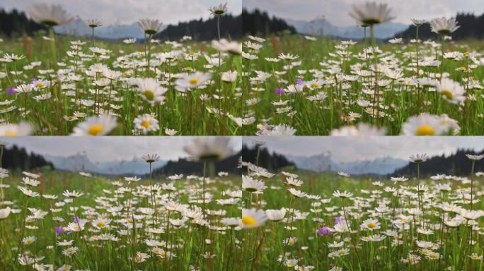 高山雏菊场。云台拍摄了山色背景下的黄白色雏菊。自然，花卉，春天，生物，动物，环境，生态系统