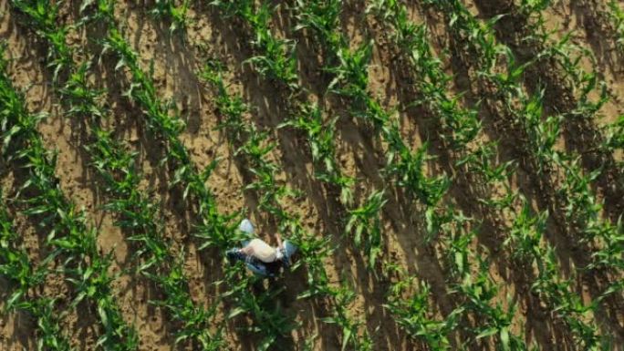 鸟瞰图，农夫妇女跪在玉米田里，穿过田野，检查玉米植株的质量，无人机高角度射击