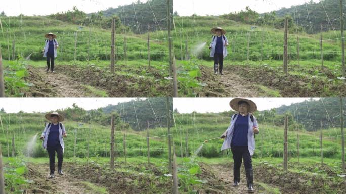 一名亚洲华裔女农民早上给她的农场浇水