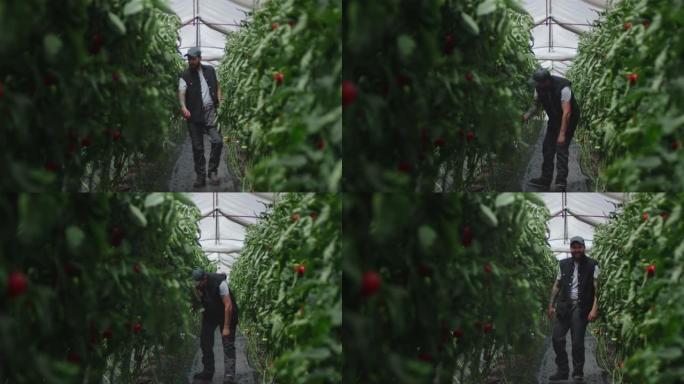 男子检查温室中的番茄植物