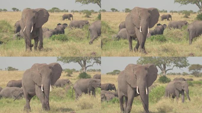 特写: 一群大象在塞伦盖蒂国家公园迁徙。