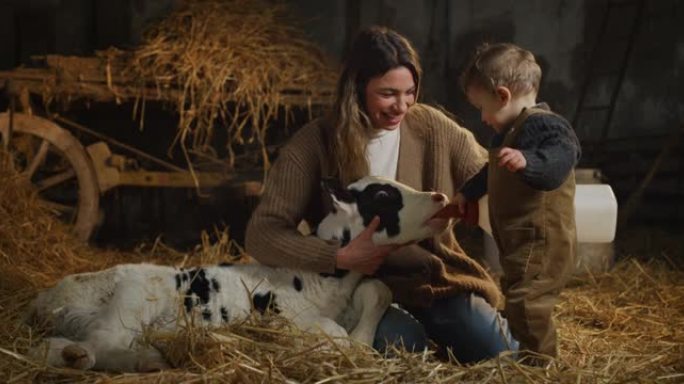 在农村奶牛场的牛棚马stable中，蹒跚学步的男婴用假人拿起奶瓶给母亲喂食用于生物奶制品行业的生态生