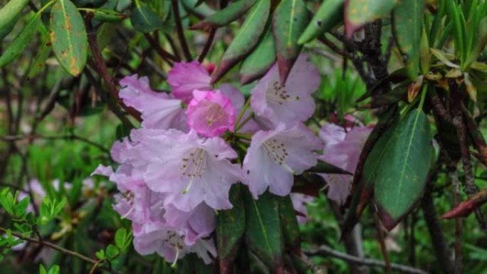 川西高原高山杜鹃花自由开放