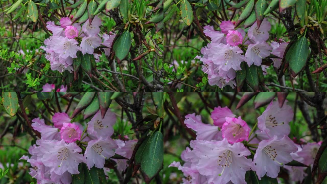 川西高原高山杜鹃花自由开放