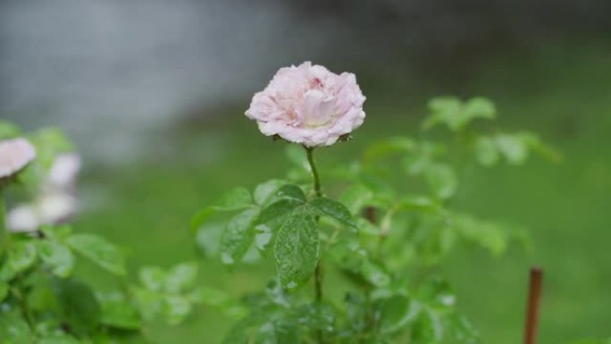 雨中的玫瑰花朵红花浇灌