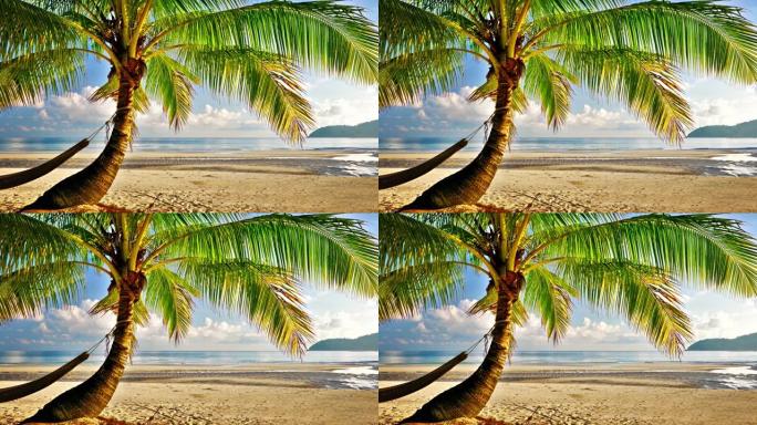 棕榈树海滩棕榈树海滩