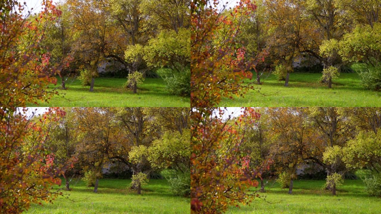 上奥地利州的早秋草原和树木
