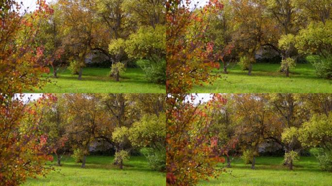 上奥地利州的早秋草原和树木