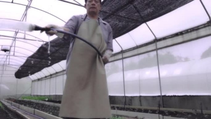 温室中的蔬菜农业大棚种植温室培育培养种菜