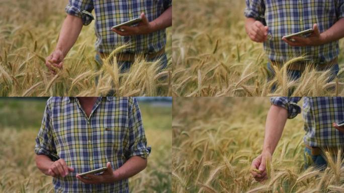 一位成熟的农艺师的特写镜头正在使用技术片剂来检查和控制田地的发芽