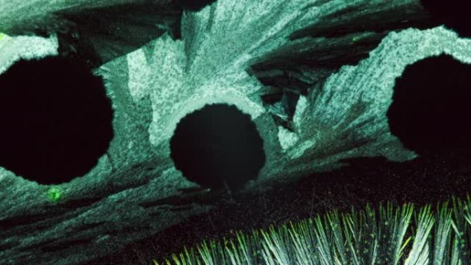 食物色素的晶体在显微镜下看起来像羽毛