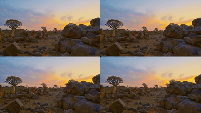 非洲纳米比亚日落时的WS颤抖树森林