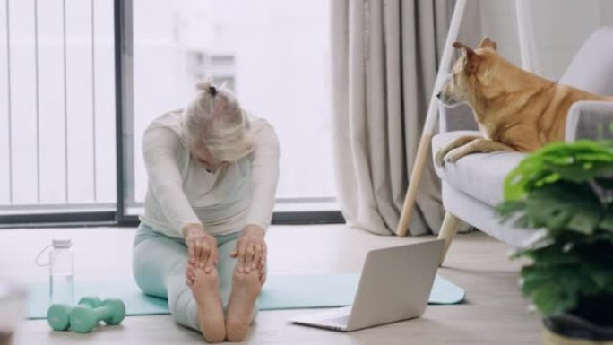 女人在网上学习瑜伽教程时冥想。平静而放松的女士与她的狗一起锻炼，以保持安宁，缓解压力和内心的平静。保