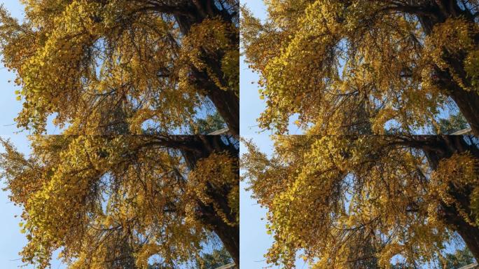 金色的银杏树在蓝天下随风摇曳