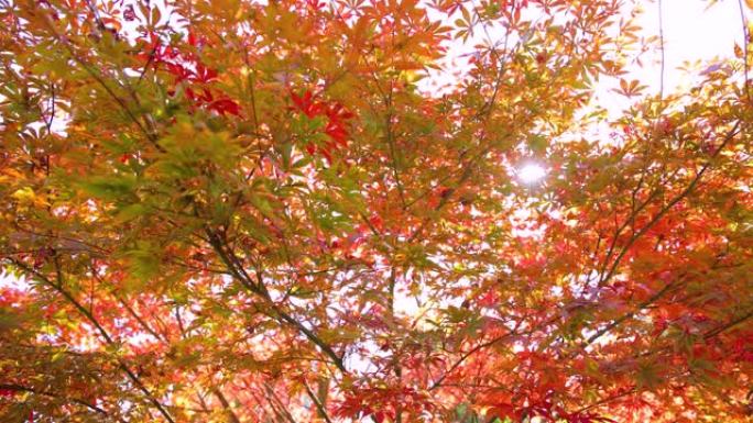 枫叶红色叶子仰拍叶子树叶透光