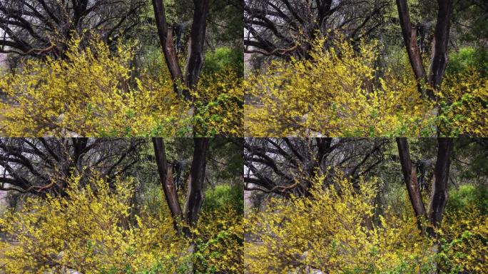 罗布林卡颐和园的树林