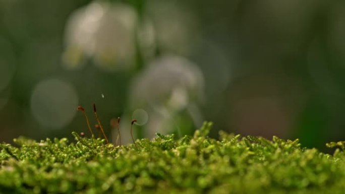 超级SLO MO特写大大小小的水滴滴在森林的苔藓上