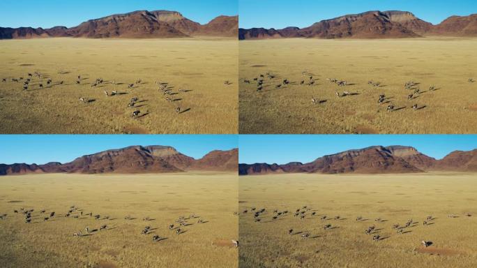 壮观的纳米布沙漠中Gemsbok羚羊的鸟瞰图