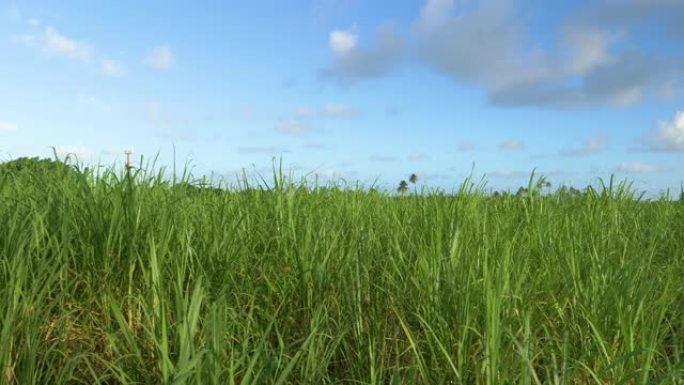 特写: 在巴巴多斯平静的乡村，甘蔗的茎在空气中生长得很高