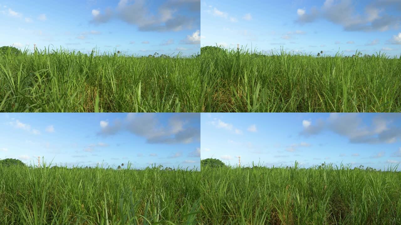 特写: 在巴巴多斯平静的乡村，甘蔗的茎在空气中生长得很高
