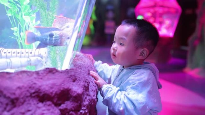 小男孩在水族馆里看着鱼