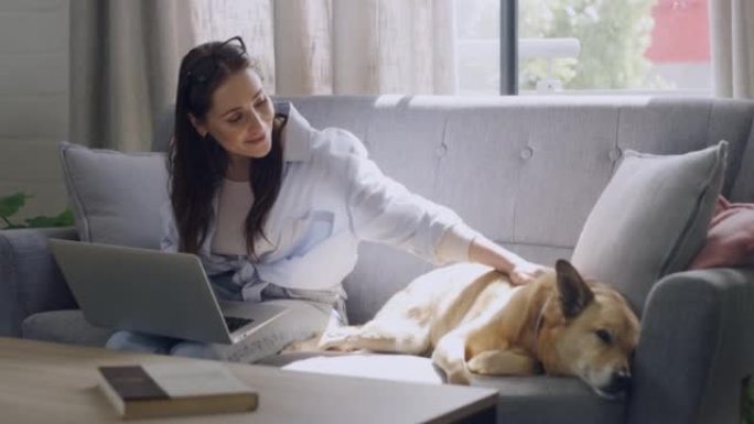 快乐的自由博客作者抚摸着她的支持犬，同时在锁定期间在家用笔记本电脑远程工作。雄心勃勃的女人从事技术研