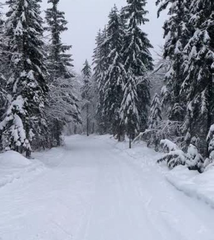 在乡间小路上穿越白雪覆盖的白色森林