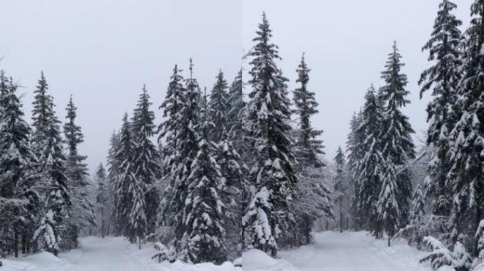 在乡间小路上穿越白雪覆盖的白色森林