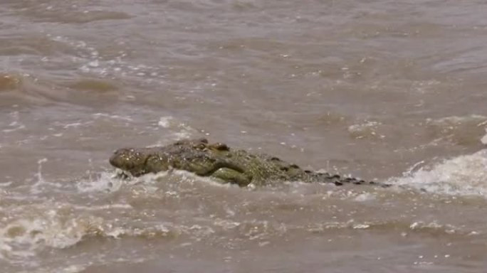 特写大型尼罗鳄在马拉河游泳