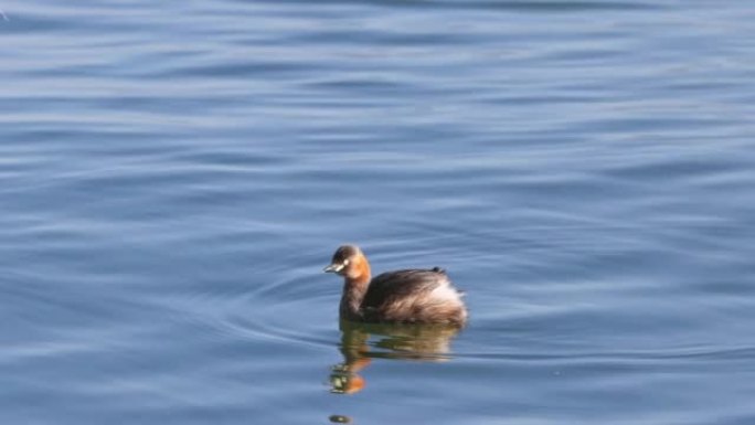 一只水鸟在洱海上游动