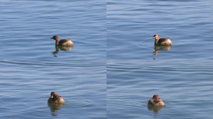 一只水鸟在洱海上游动