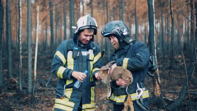 消防员正在烧毁的森林中给兔子喝水