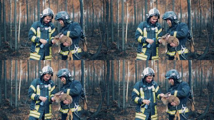 消防员正在烧毁的森林中给兔子喝水