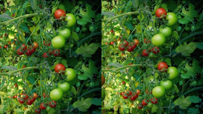 阳光花园的葡萄藤上的西红柿