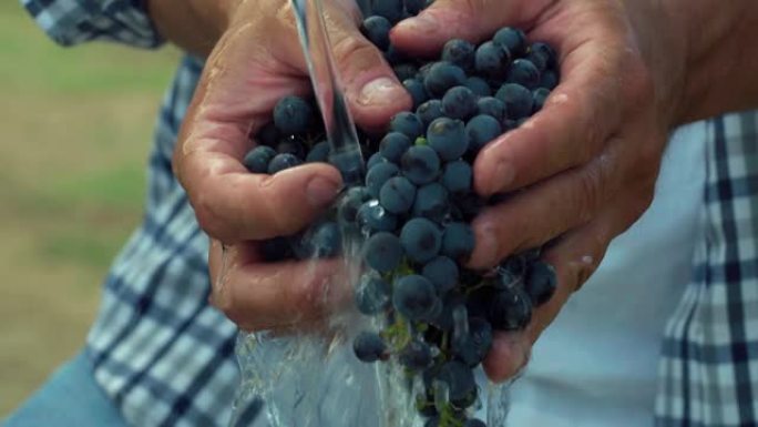 一个男人的手在流水下洗一堆黑葡萄。一位男性农民和酿酒师的真实照片，展示了他的酿酒厂当年收成的质量