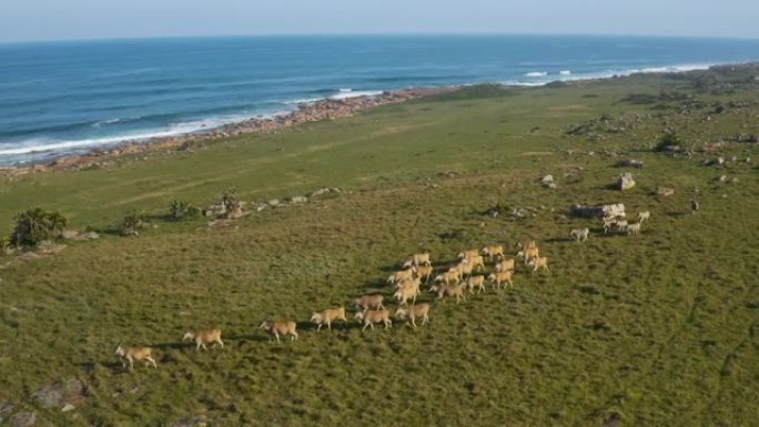 南非东开普省Mkambati自然保护区的一群Eland和斑马的鸟瞰图