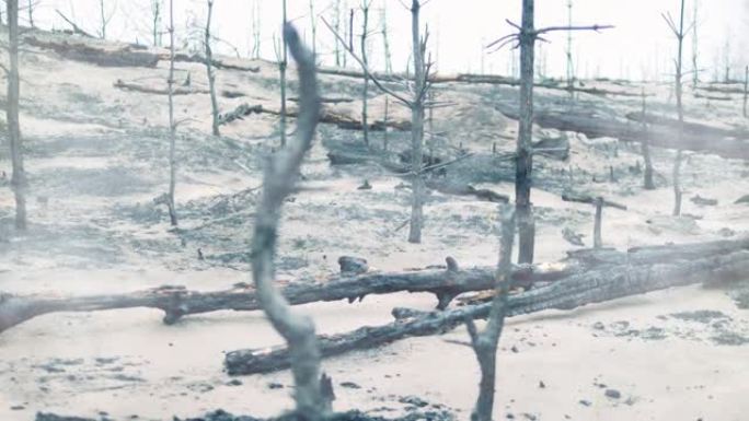 大火后留下的灰烬和烧毁的树木