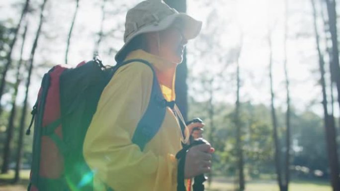 带背包和登山杖的游客徒步旅行者在松树林中徒步旅行